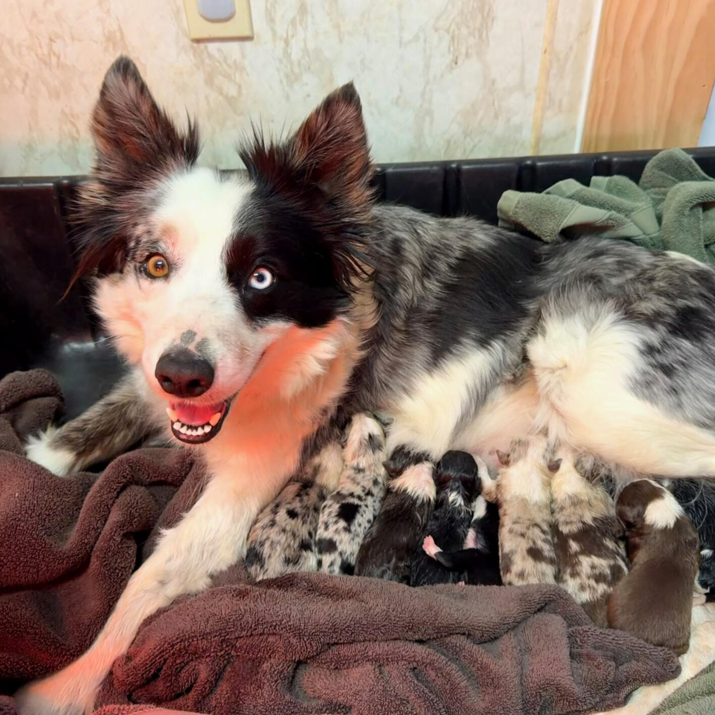 Aspen- keeps the sheep in check & proud new mom of 9 pups