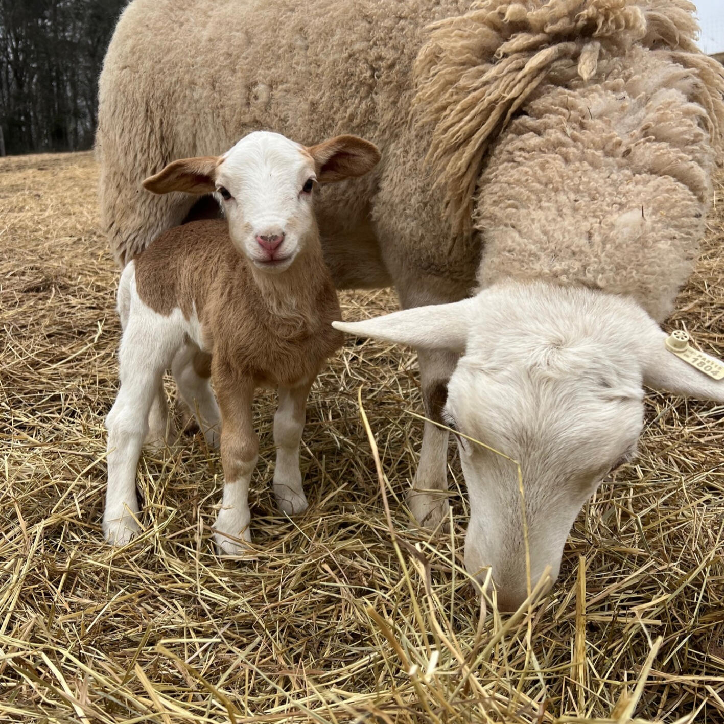 Lauren & Lily - our Katahdin & East Friesian sheep improve the soil, & provide meat and milk