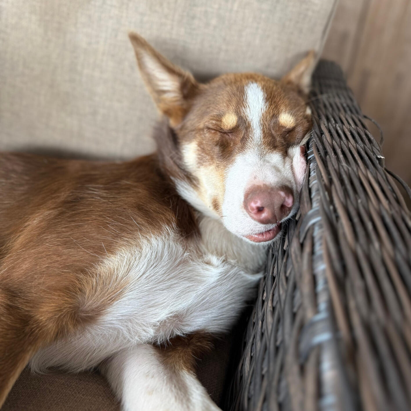 Rio- tired dad of 9 new pups